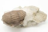 Curled Asaphus Plautini Trilobite Fossil - Russia #200395-2